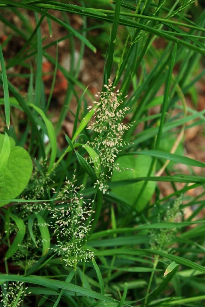 Eragrostis ferruginea seed