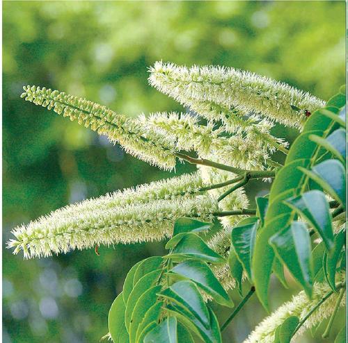 Erythrophleum fordii seed