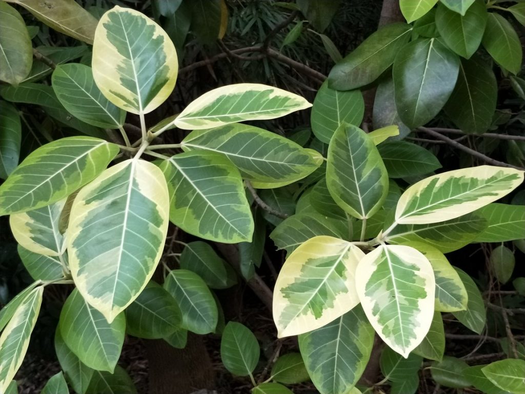 Ficus altissima seed