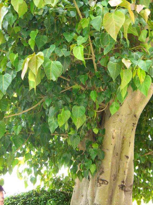 Ficus religiosa seed