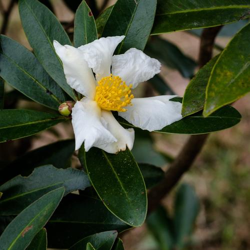 Gordonia axillaris seed