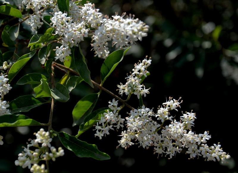 Ilex chinensis seed