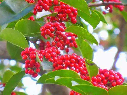 Ilex purpurea seed