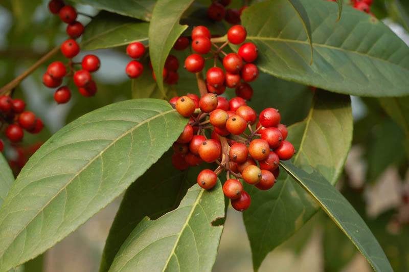 Ilex rotunda seed