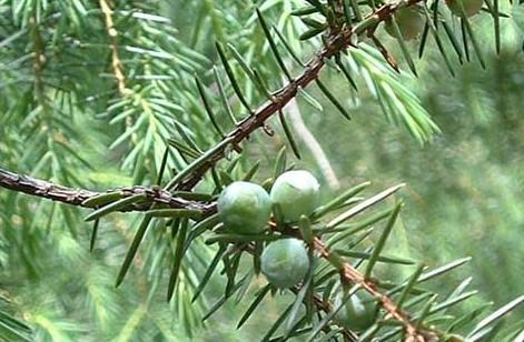 Juniperus formosana seed