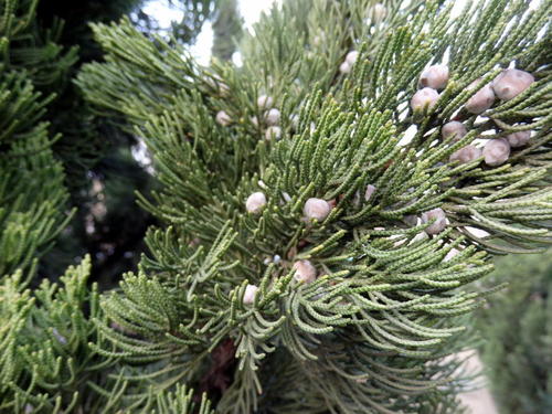Juniperus scopulorum seed