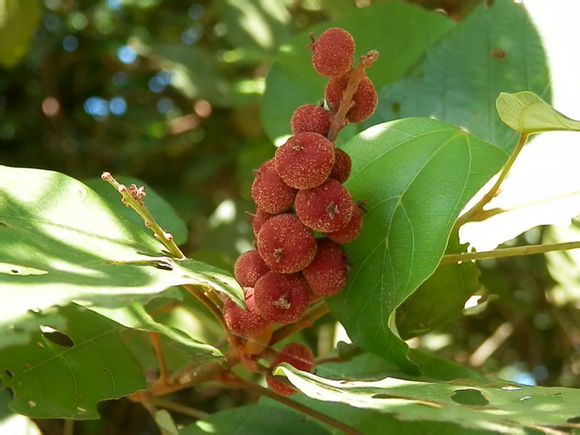 Mallotus philippensis seed