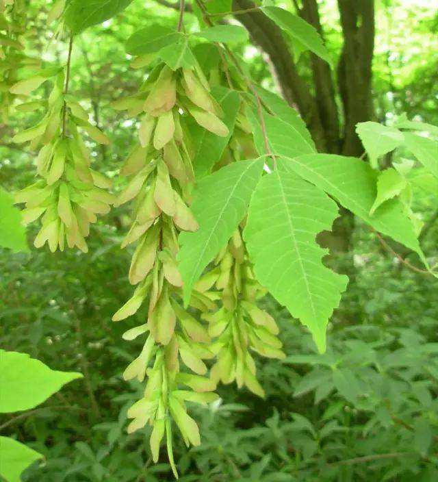 Acer triflorum seed