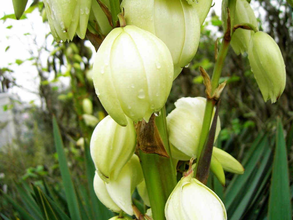 Agave sisalana seed