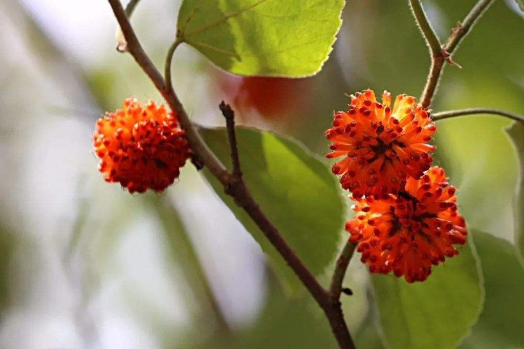 Broussonetia papyrifera seed