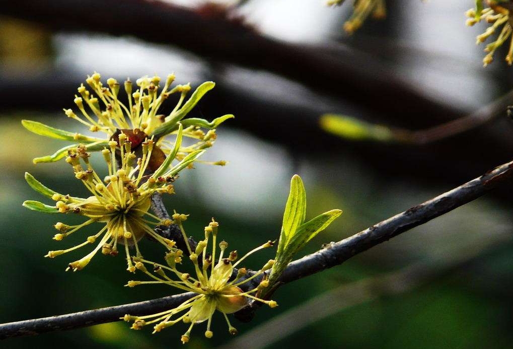 Cornus officinalis seed