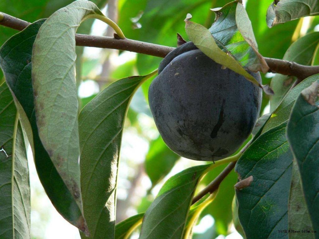 Diospyros nitida seed