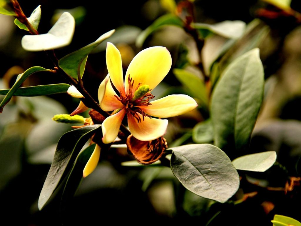 Magnolia foveolata seed