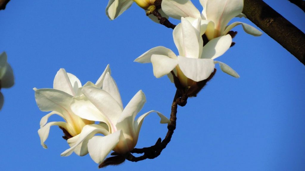 Magnolia lotungensis seed