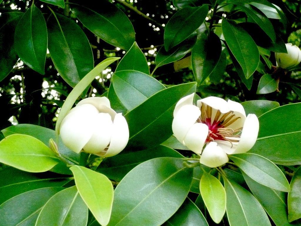 Magnolia yunnanensis seed