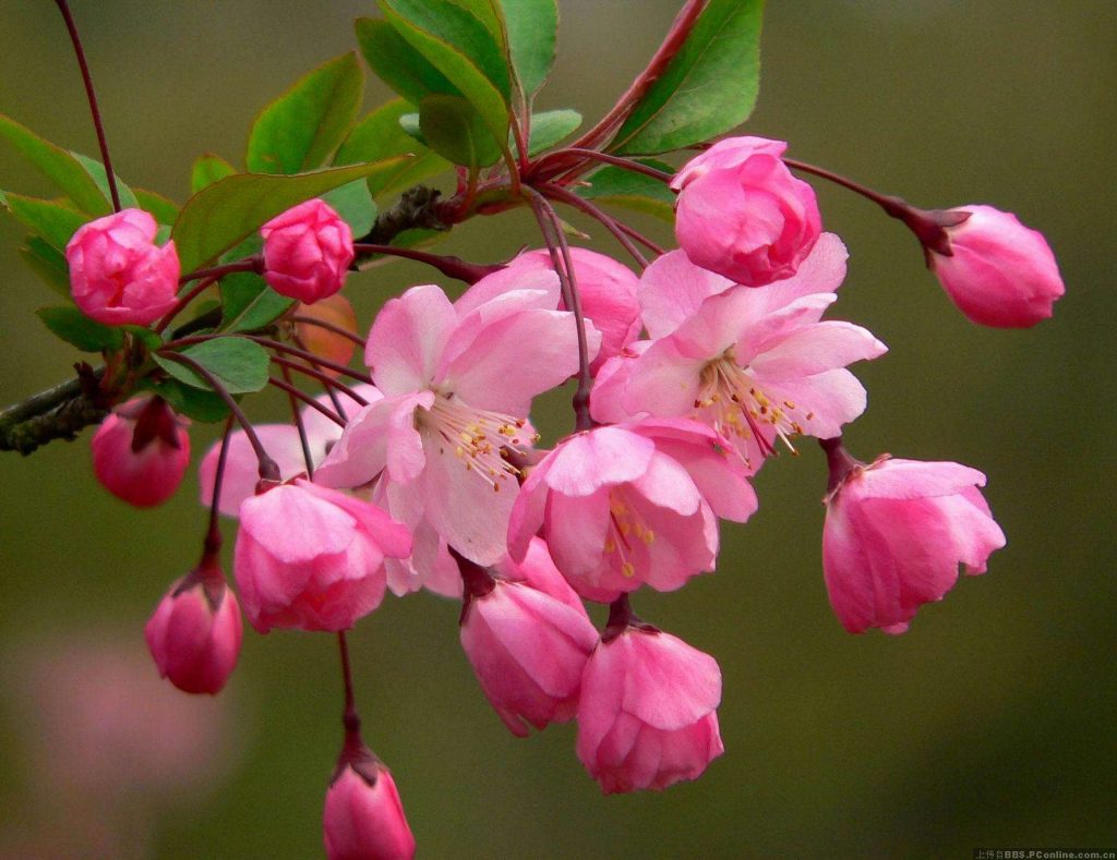 Malus halliana seed