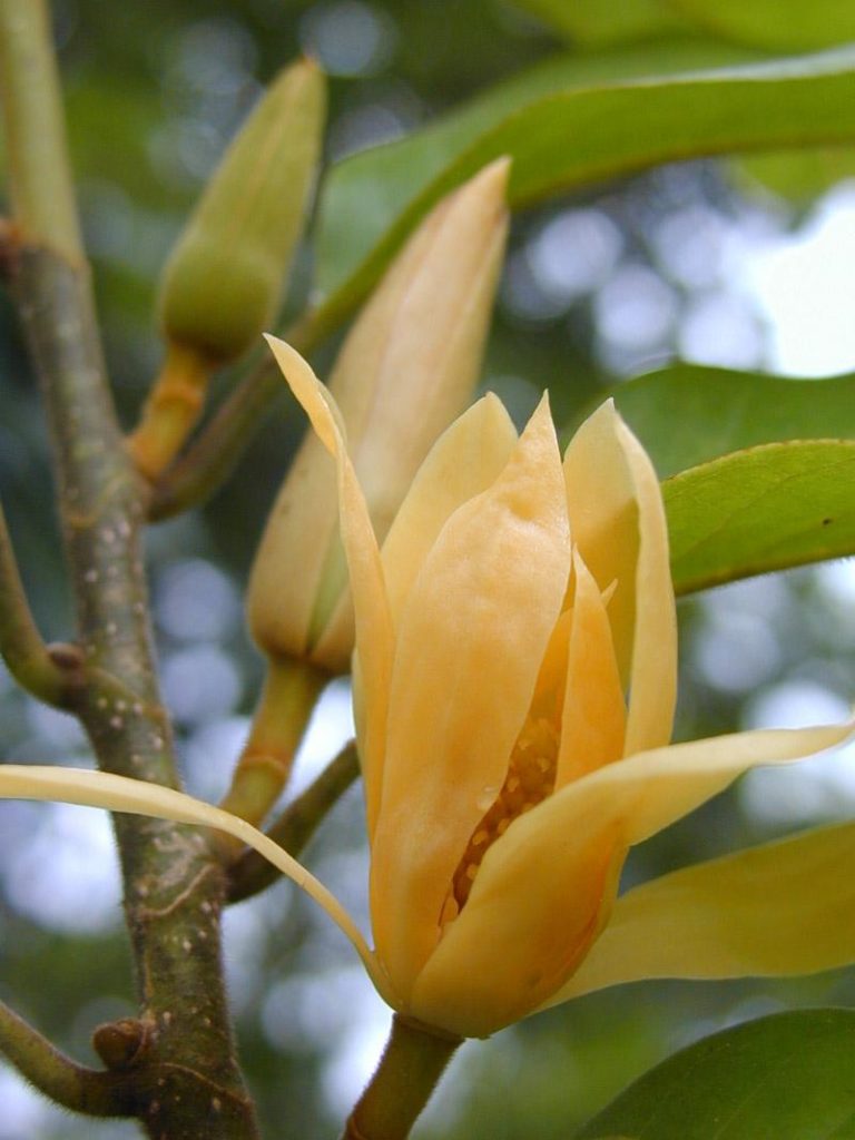 Acheter Real Michelia Champaca Tree Seeds Grow jaune Magnolia grandiflora 