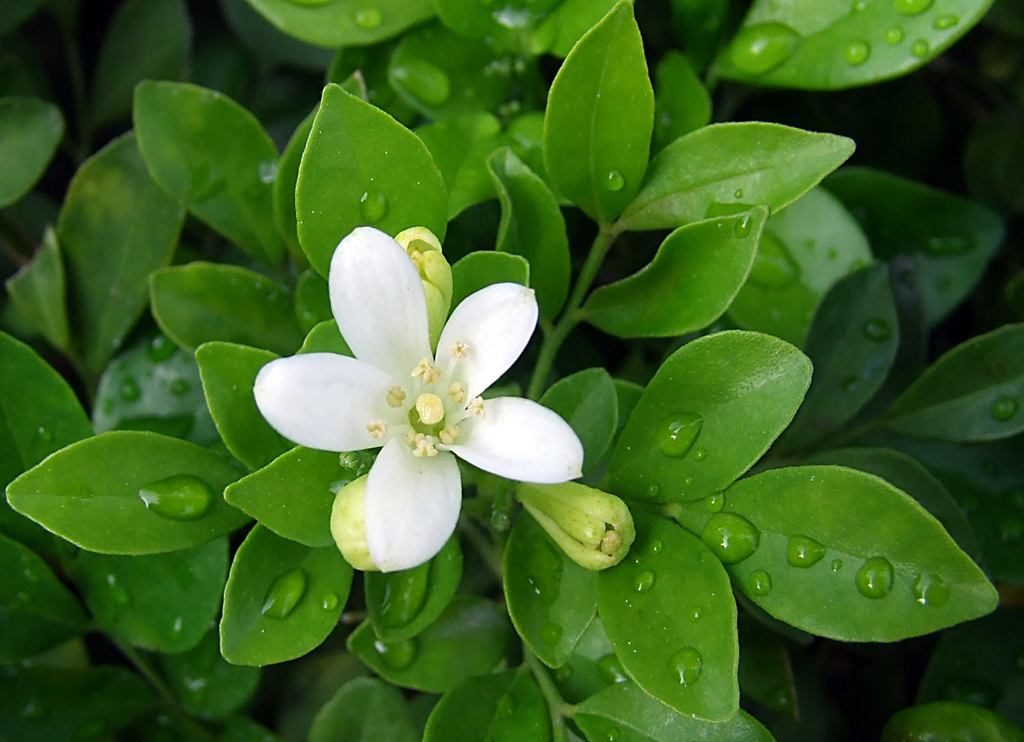 Murraya Paniculata seed