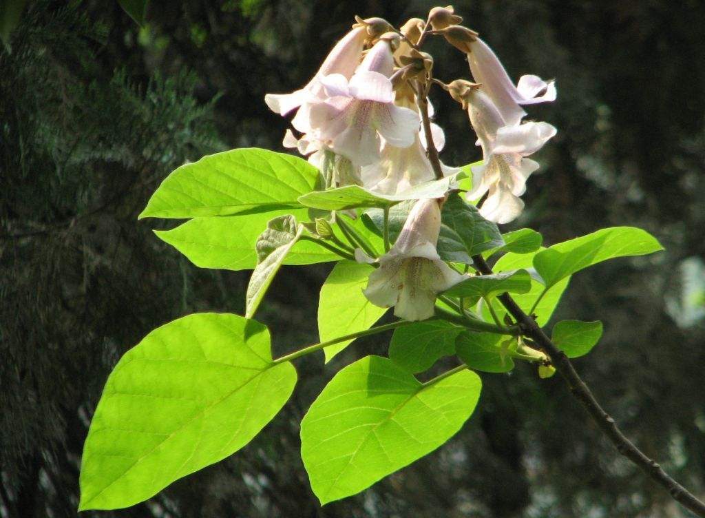 Paulownia fortunei seed