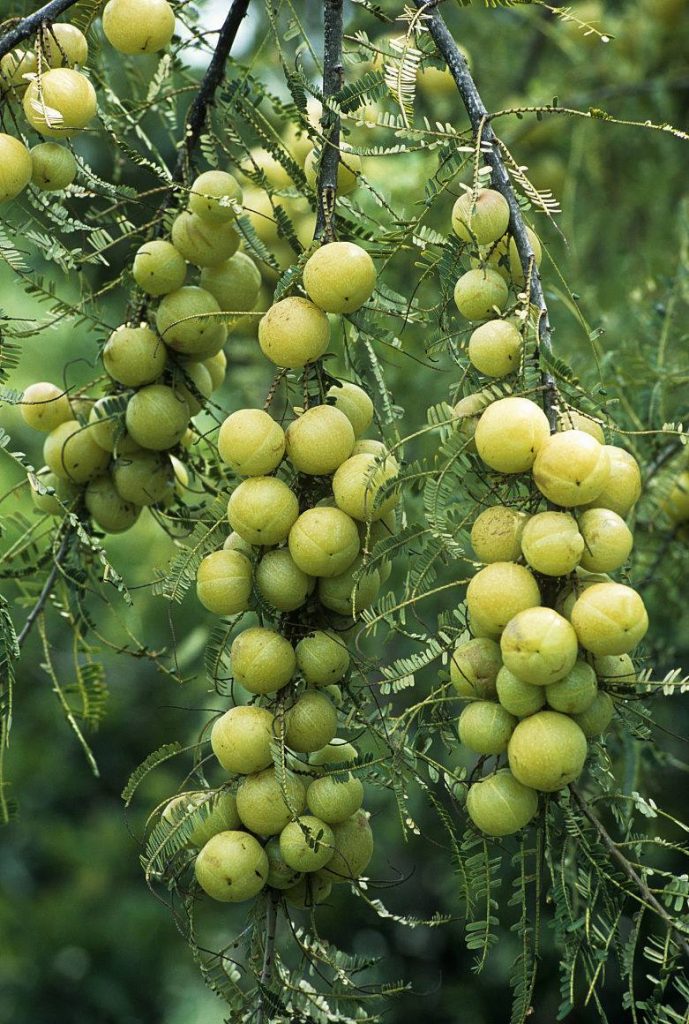 Phyllanthus emblica seed