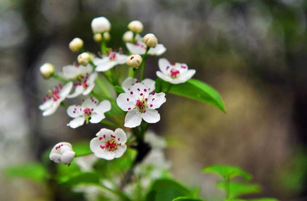 Pyrus xerophila seed