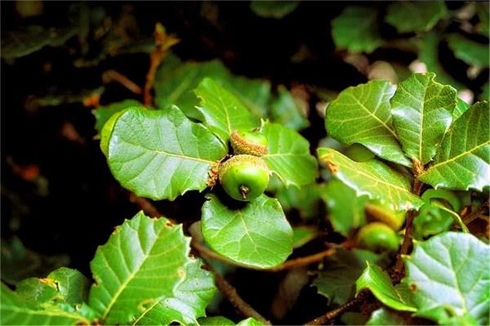 Quercus monimotricha seed