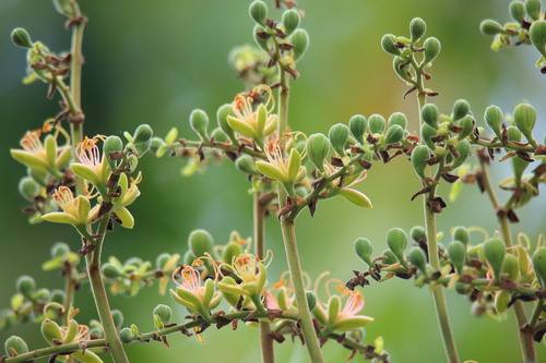 Sindora glabra seed