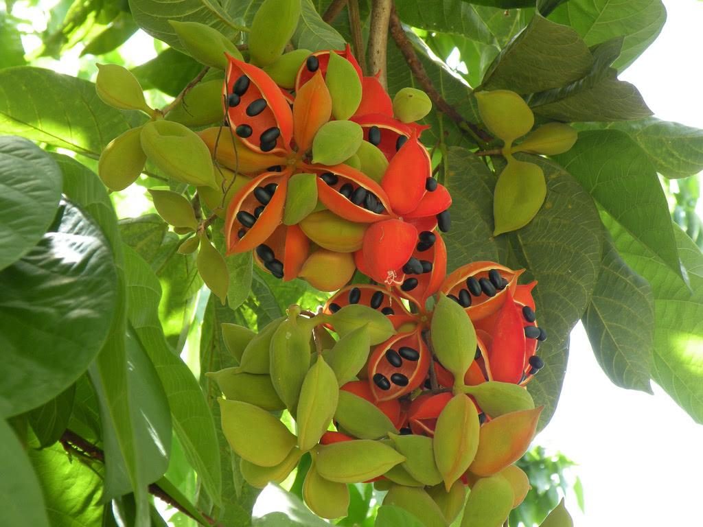 Sterculia nobilis seed