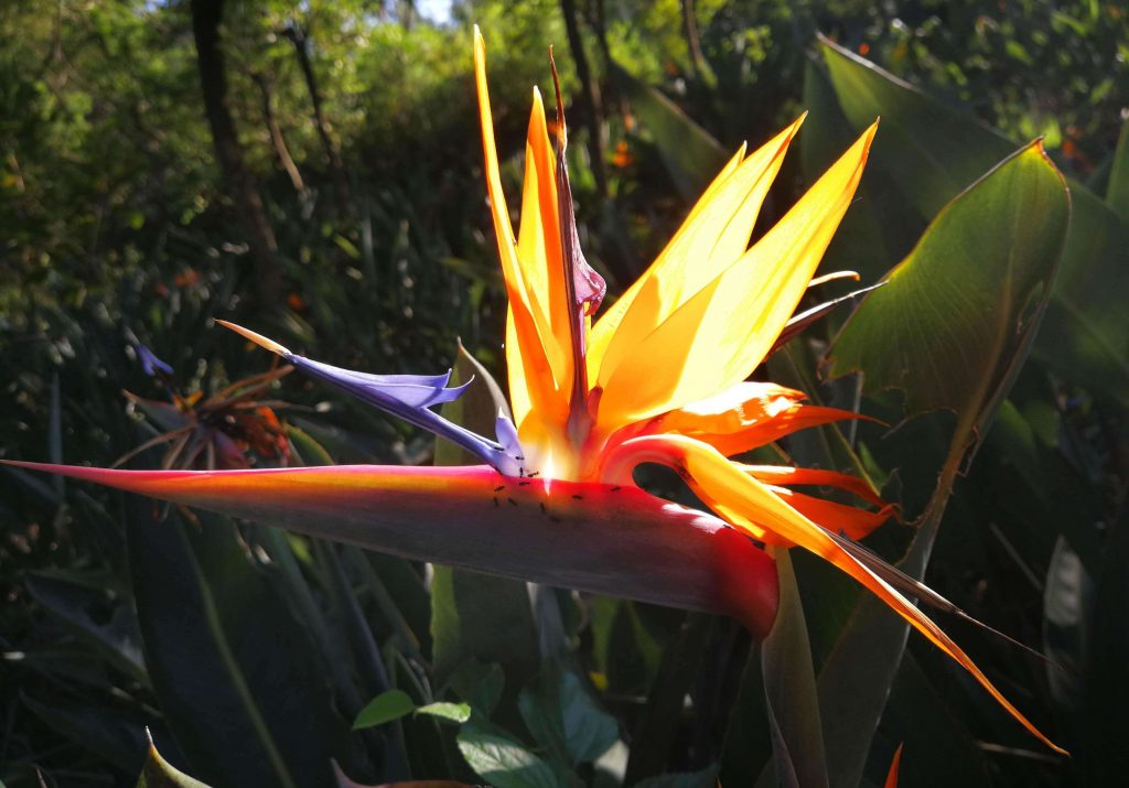 Strelitzia nicolai seed