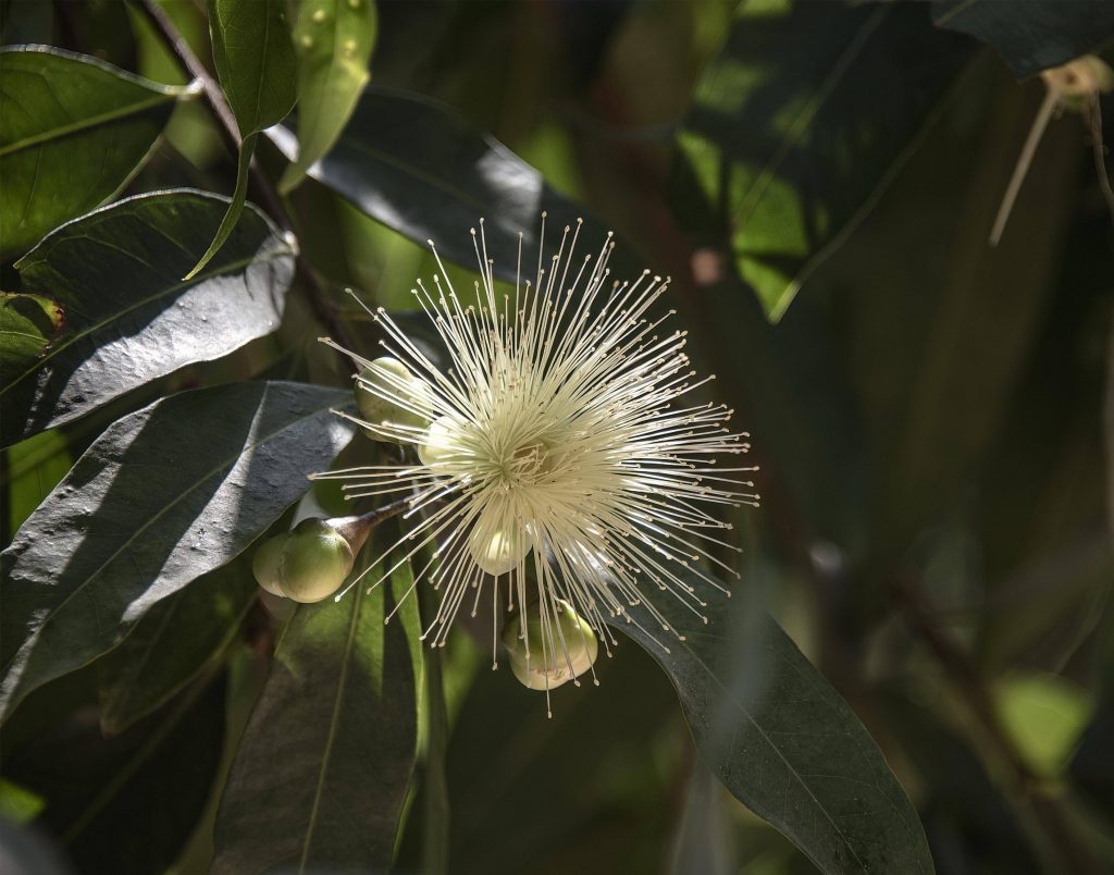 Syzygium hainanense seed
