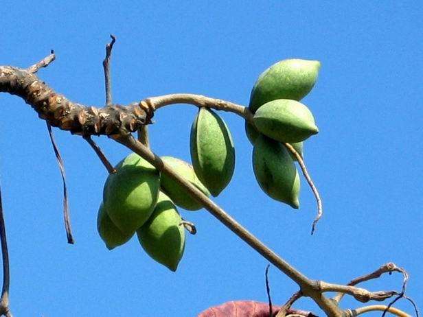 Terminalia catappa seed