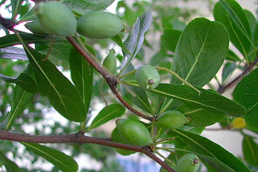 Terminalia mantaly seed