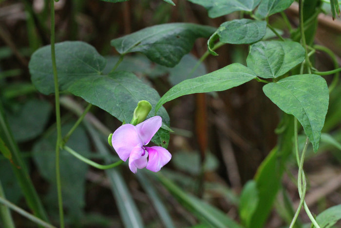 vigna vexillata seed