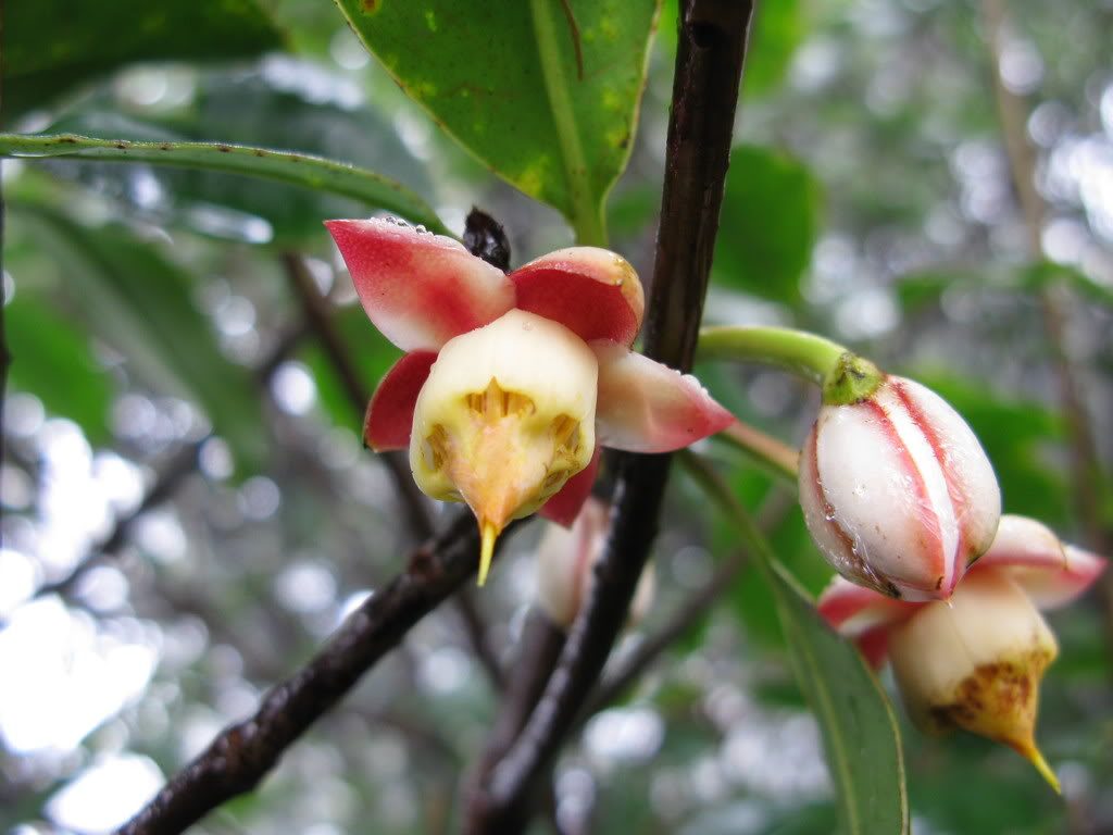 Anneslea fragrans seed