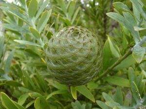 Agathis australis seed