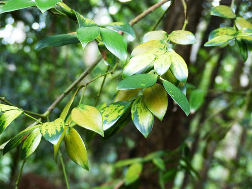 Agathis borneensis seed