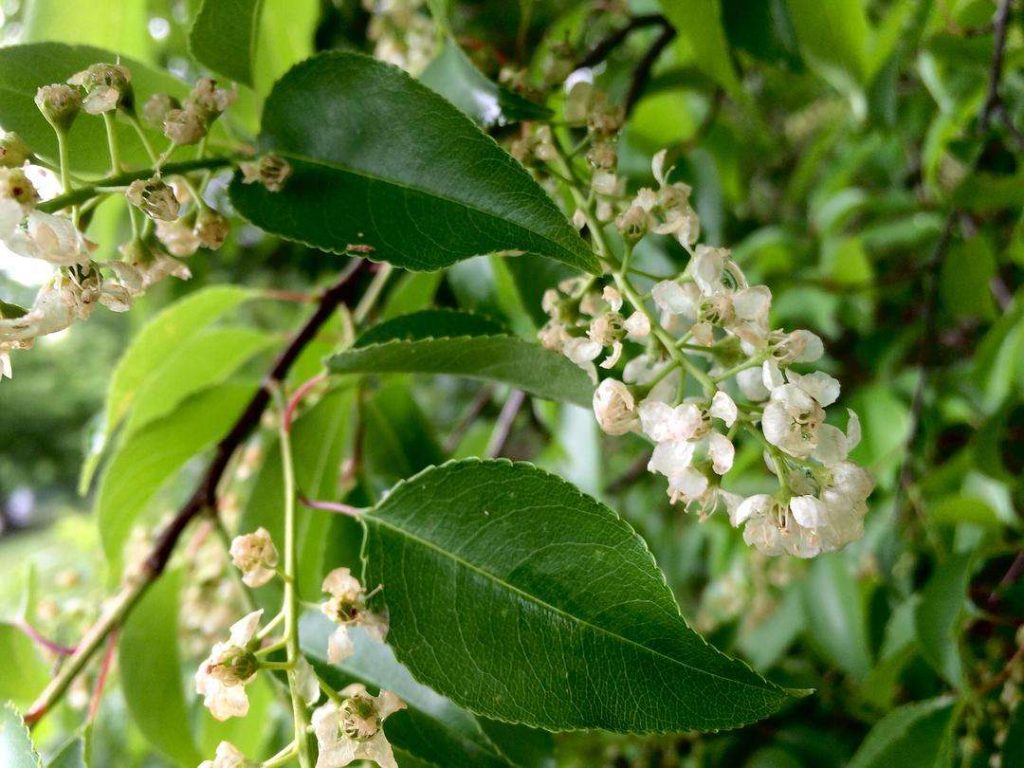 Amelanchier lamarckii seed