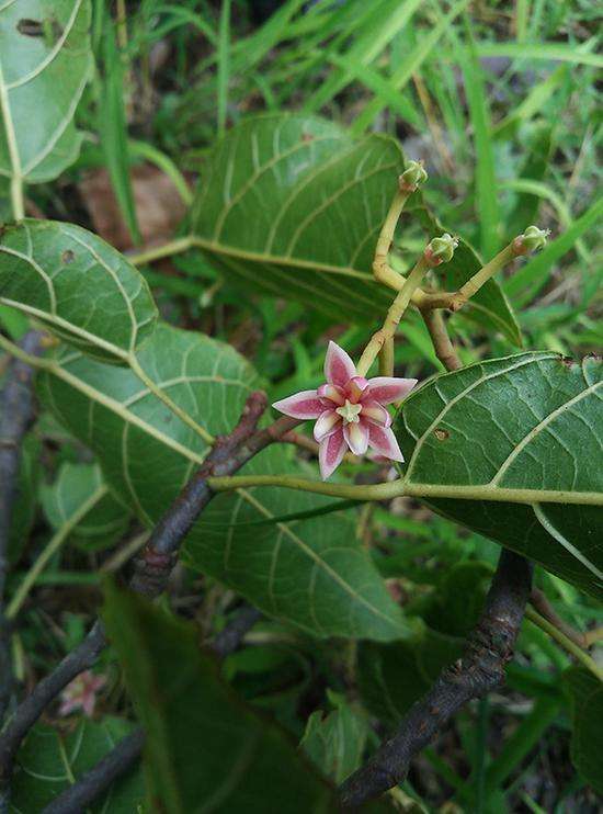 Craigia yunnanensis seed