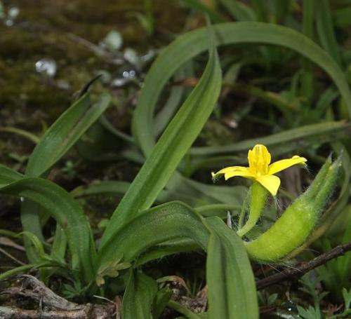 Hypoxis hemerocallidea seed