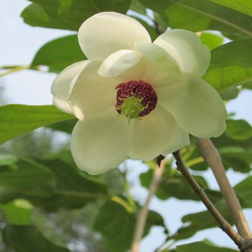 Magnolia Obovata seed