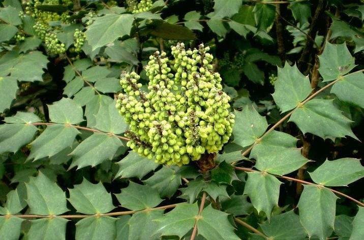 Mahonia aquifolium seed