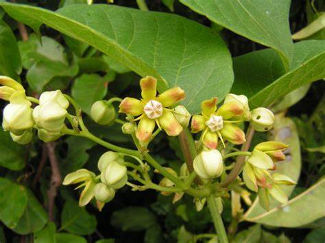 Mondia whitei seed