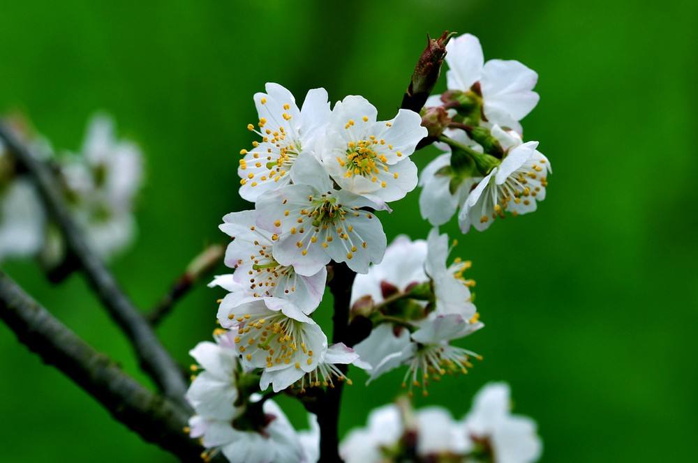 Prunus avium seed