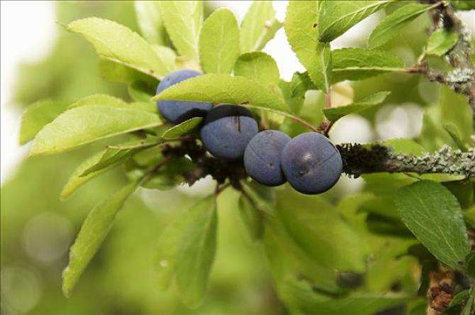 Prunus spinosa seed