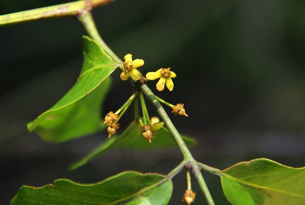 Salacia leptoclada seed