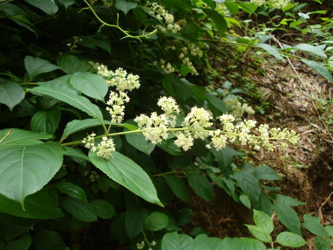 Tripterygium wilfordii seed