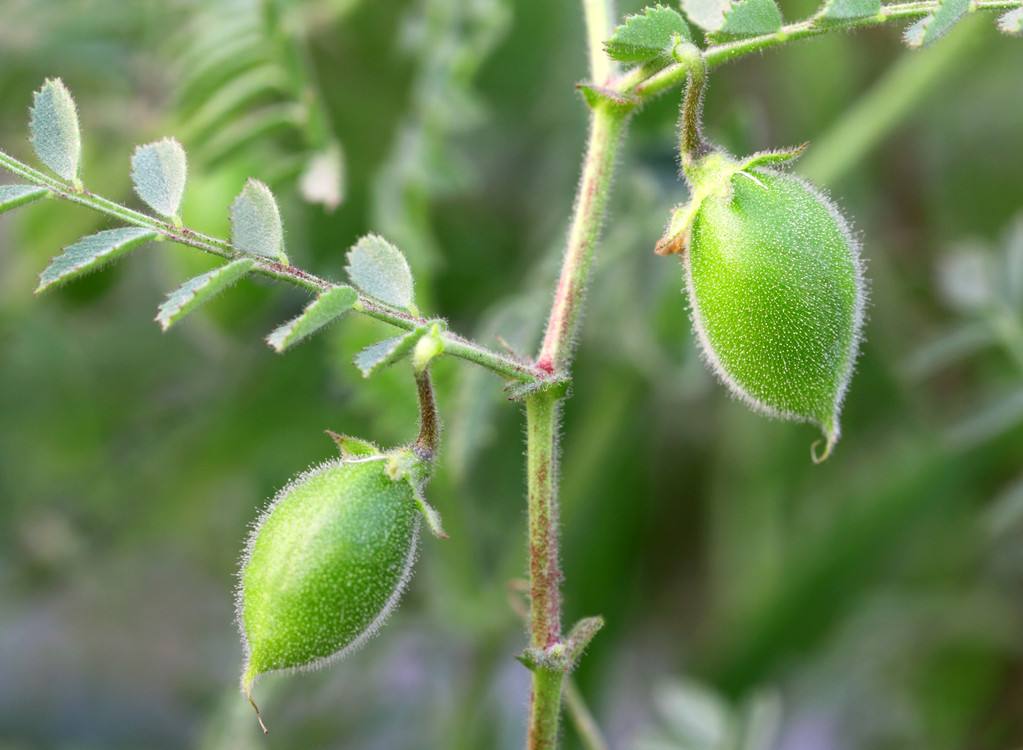 Cicer songaricum seed
