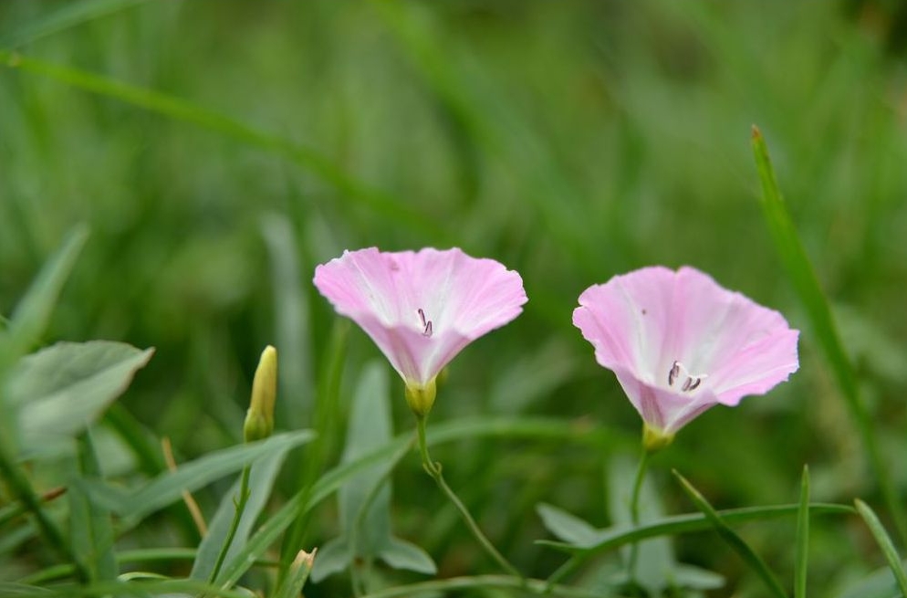 Convolvulus virgatus seed