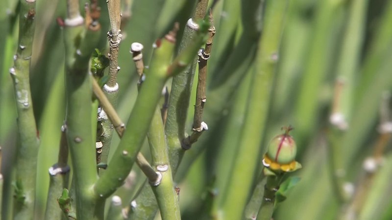Euphorbia larica seed