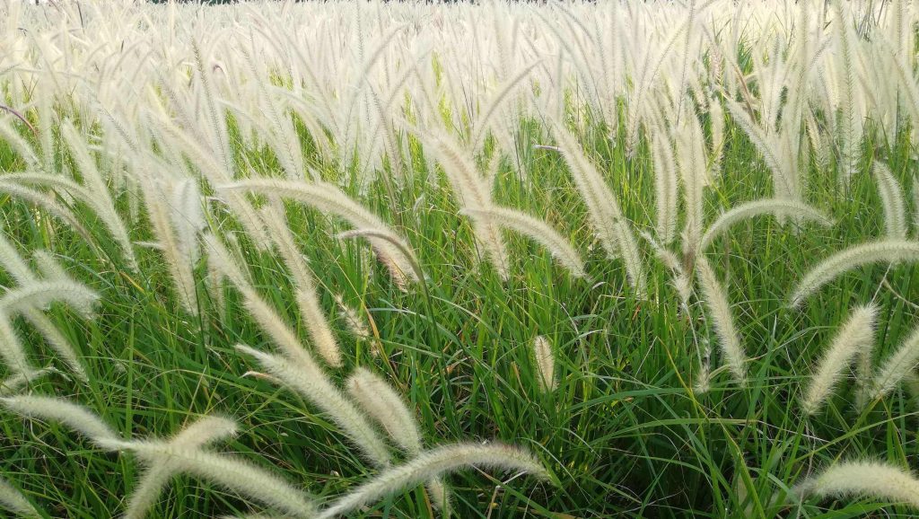 Pennisetum villosum seed